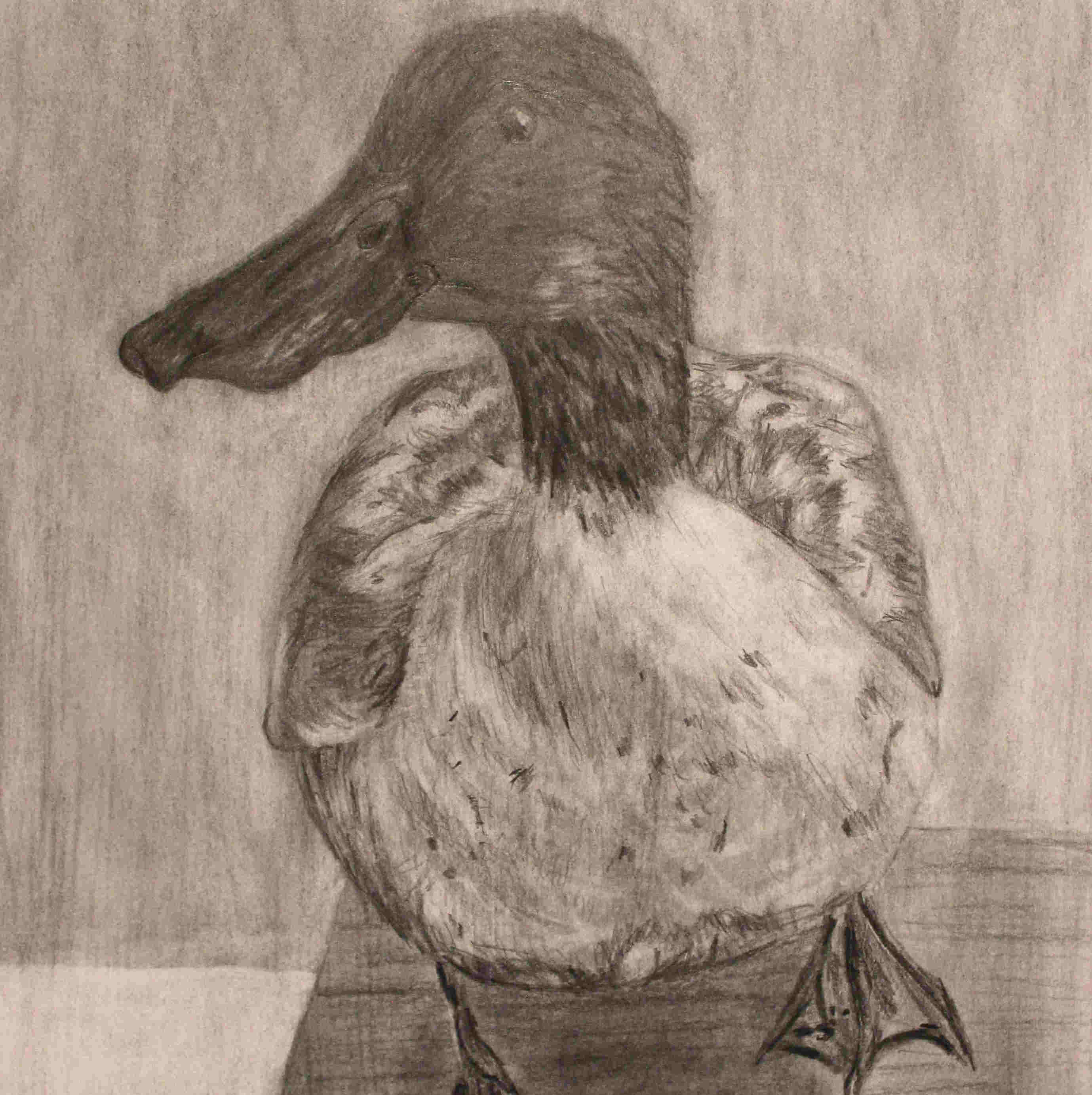 duck drawing