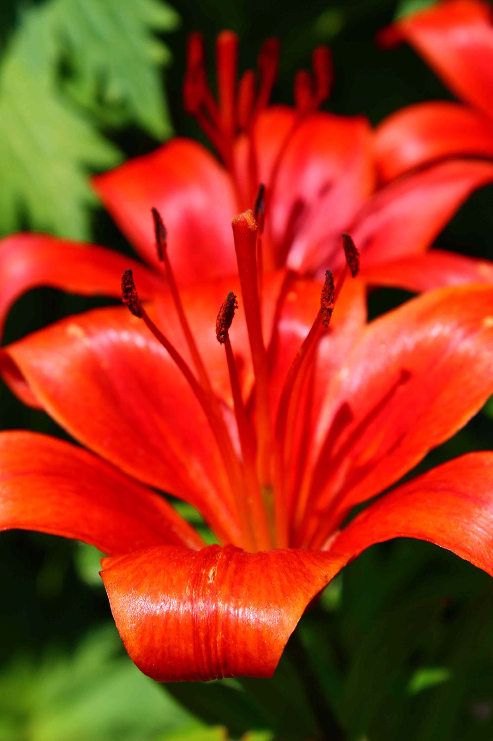 red lillies