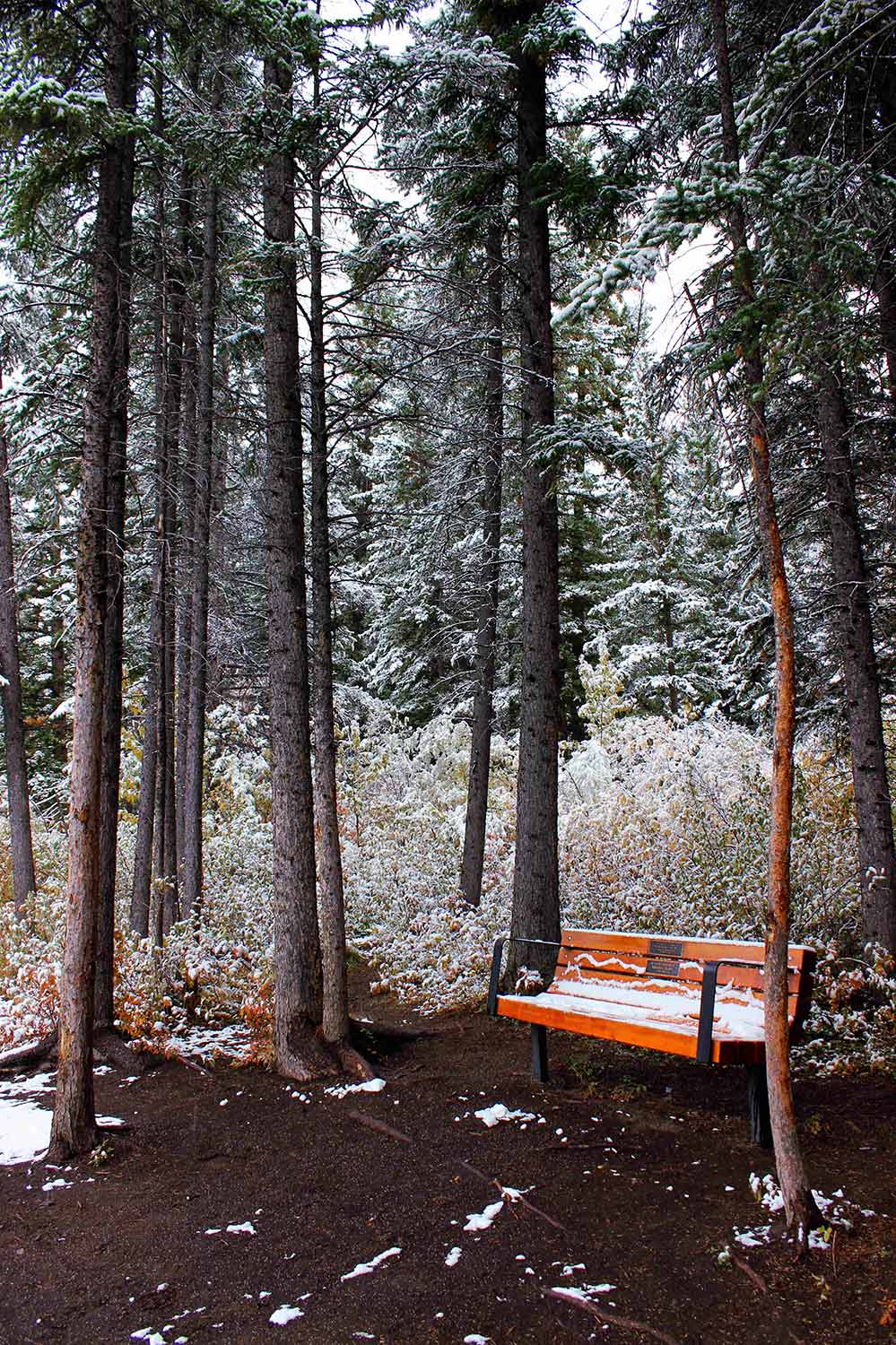 canmore trees