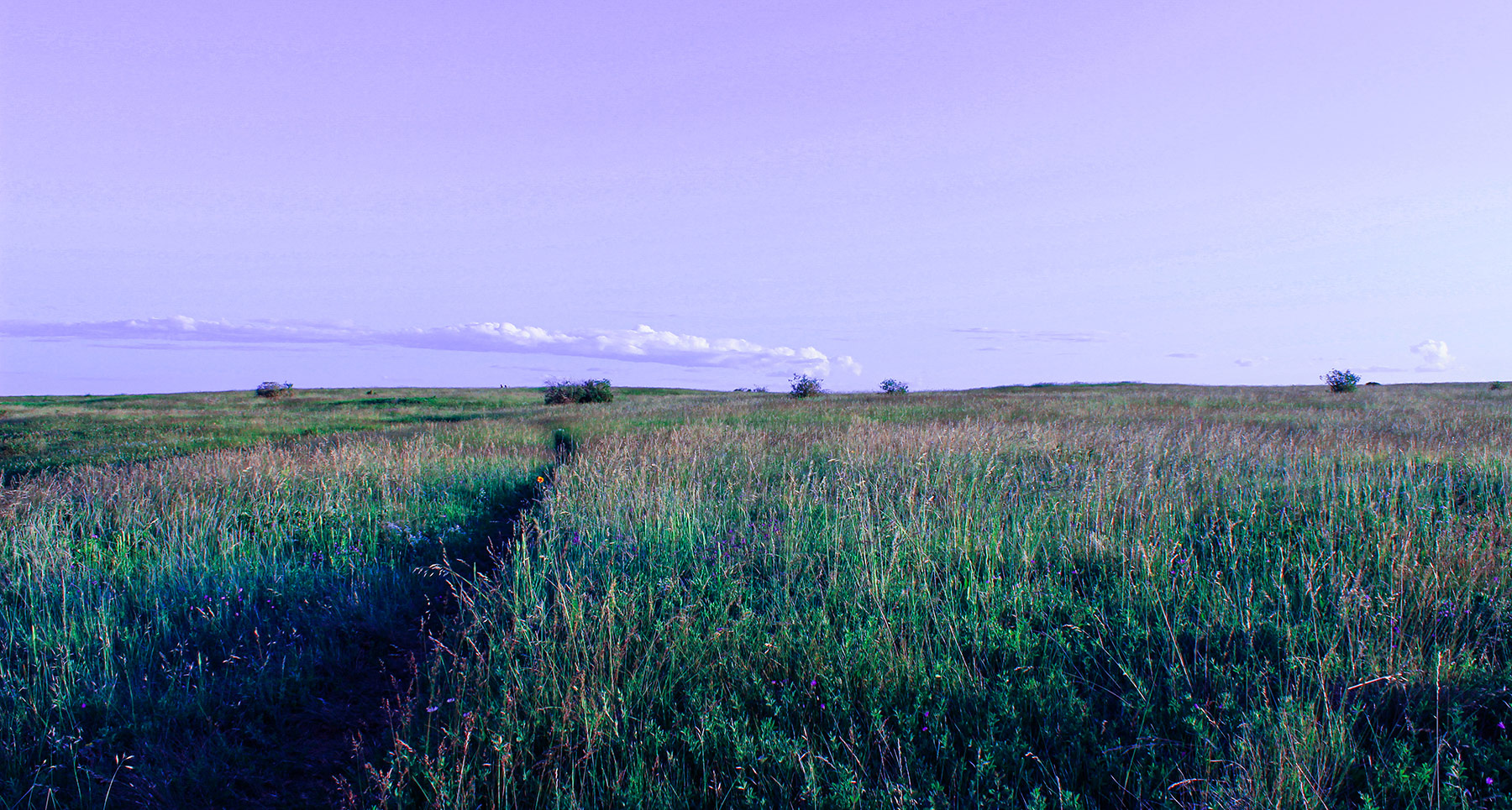 nose hill fields