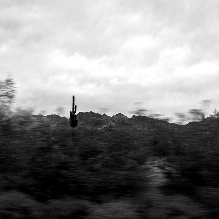 roadside cactus from moving car