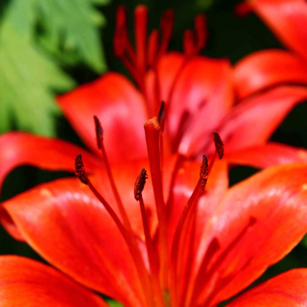 red lillies