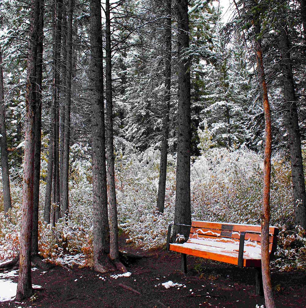 canmore trees