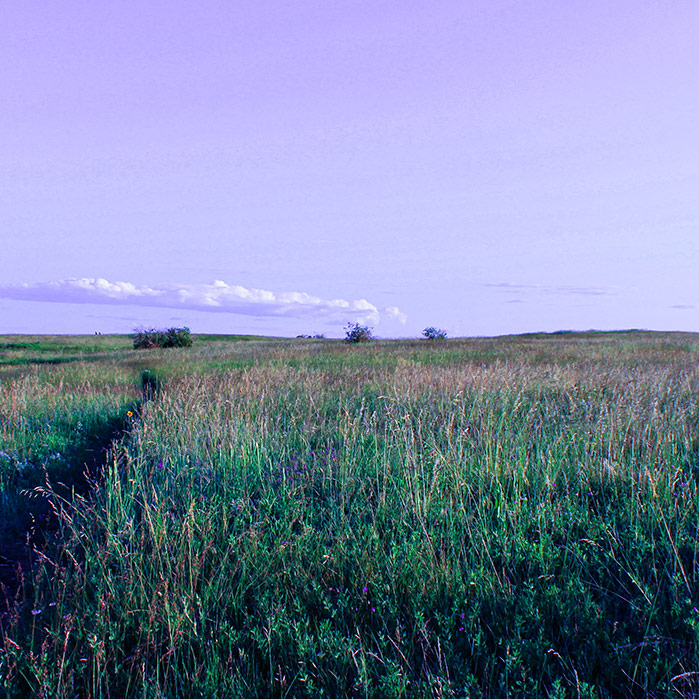 nose hill fields